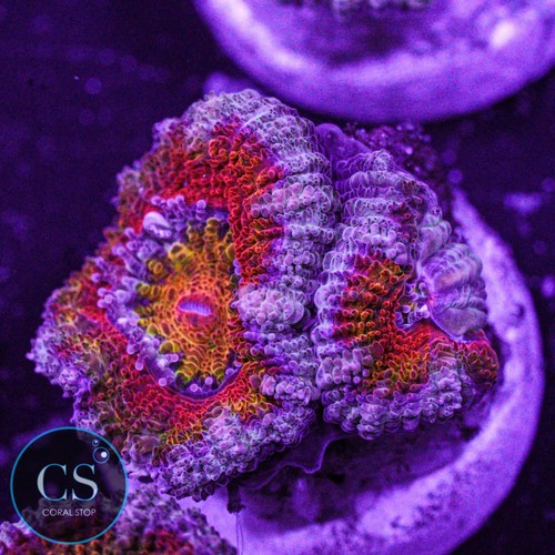 New release cosmic - cs,