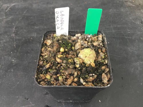 Pinguicula laueana oxaca - pinguicula,