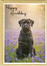 Giant Schnauzer Dog Birthday