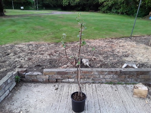 Concorde pear fruit tree - tree, –