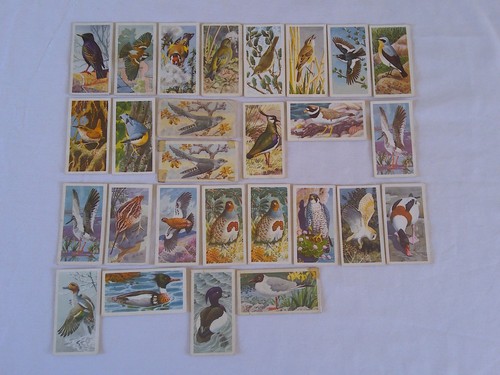 Bird portraits brooke bond - bird,