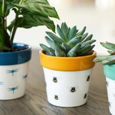 Ivyline Bumble Bee Cacti