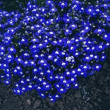 FLOWER LOBELIA MRS CLIBRAN  0.4 GRAM ~ APPROX 12,000 FLOWER SEEDS