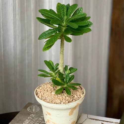 10cm dorstenia gigas - 10cm,