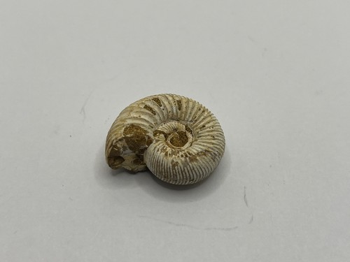 Perisphinctes ammonite from - perisphinctes,