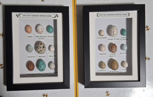 Replica british birds - eggs, 2