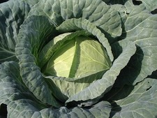 CABBAGE - BRUNSWICK -
