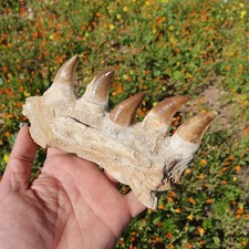 Authentic Mosasaur Jaw Fossil
