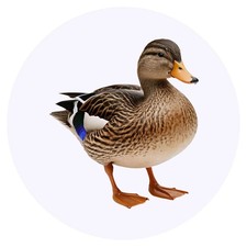 24 x 'Mallard Duck' Stickers