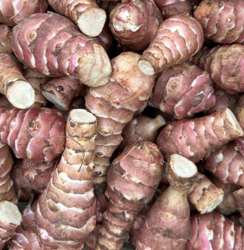 Jerusalem artichoke seed - jerusalem,
