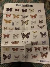 THE GUARDIAN Butterflies A1