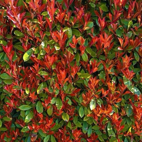 Photinia carré rouge - photinia,