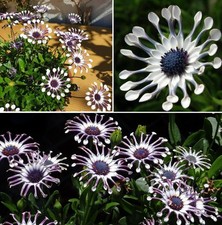Blue Daisy Osteospermum