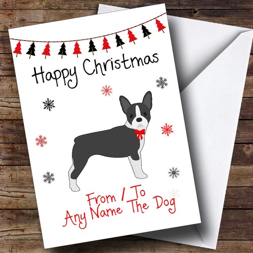 Boston terrier from the - from,