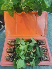 6 X Unusual & Rare MINT plug plants, 6 x mixed Mentha, over 90 to choose from!
