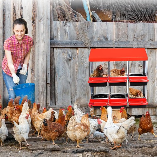 Compartment chicken nest - nest, box