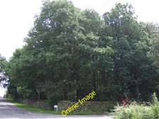 Photo 6x4 Woodland, Priory Lane Copt Oak  c2012