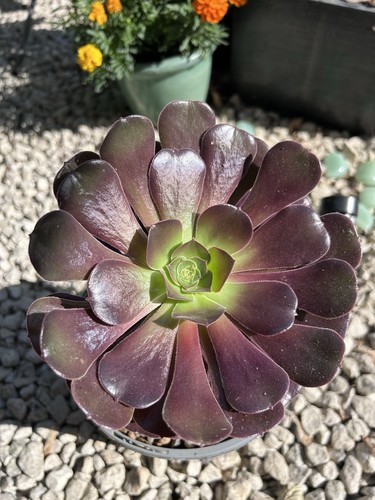 Large aeonium velour - large,