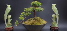 Vintage chinese bowenite jade - bowenite,