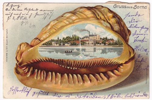 Borna germany shell scallop - shell,