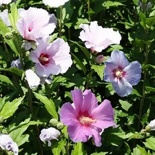 40cm Hibiscus Syriacus - Rose