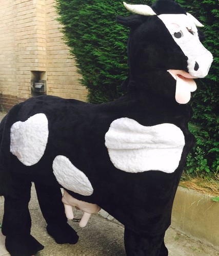 Pantomime cow costume 2 - pantomime,