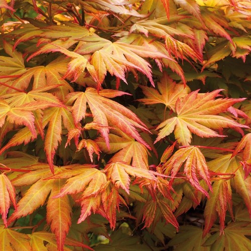Acer palmatum orange - orange, dream