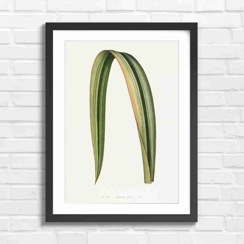 Botanical striped phormium - striped,