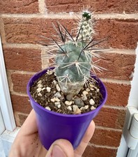 Tephrocactus / Opuntia Alexanderi choice collectors Argentine cactus