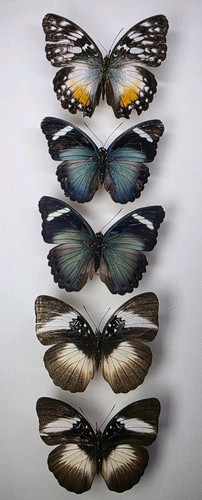 Real butterfly collection - real, x