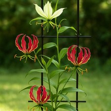 Gloriosa Party Streamers Mix 3