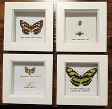 Real Framed Insects Set In 4