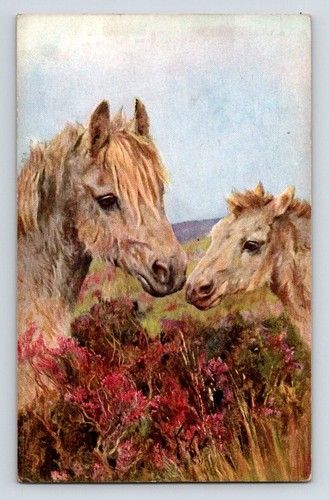 Animals highland ponies - animals:,