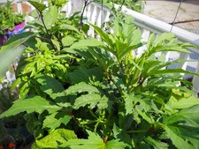 Okra Baby Bubba Seeds – 25