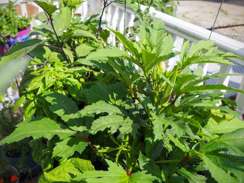 Okra baby bubba - baby, –