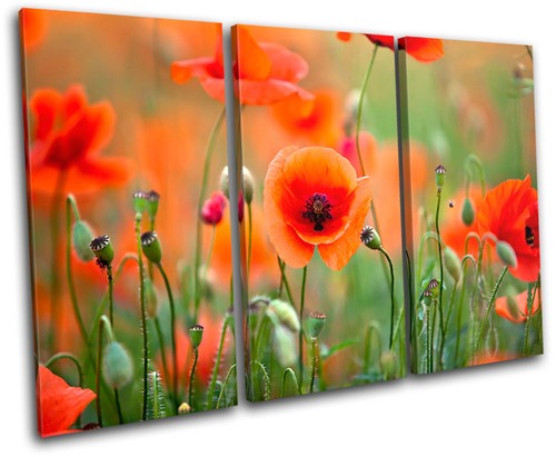 Poppy field flowers floral - poppy,