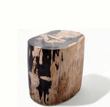 Large Oval Petrified Wood