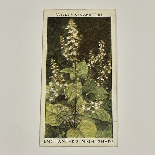 Will cigarette cards wild - cigarette, cards.