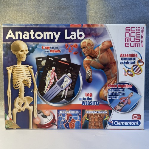 Anatomy lab skeleton - skeleton, xray