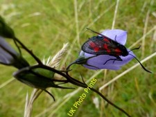 Photo 6x4 Burnet moth, Magilligan Point Greencastle/C6439 Pictured in th c2015