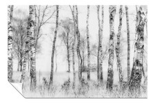 Black & White Birch Tree Trunks in Winter Artistic Poster Wall Art Home Decor