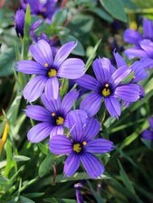 Dwarf blue iris sisyrinchium - blue,