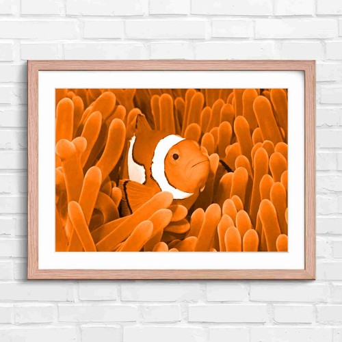 Vibrant clownfish anemone - in,