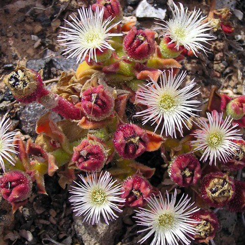Mesembryanthemum - 3, x