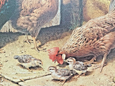 Limited Edition Wildlife Print