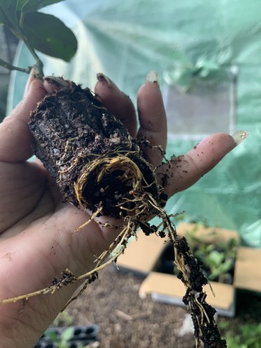 Live meyer improved lemon tree - meyer,