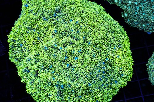 Neon green goniopora coral - neon,