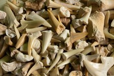 Fossilized Shark Teeth (Bag Of