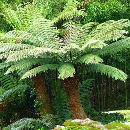 Dicksonia antarctica tree fern - dicksonia, antarctica-tree