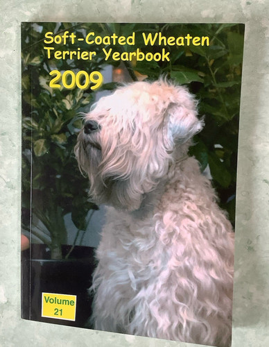 Soft coated wheaten terrier - soft-coated,